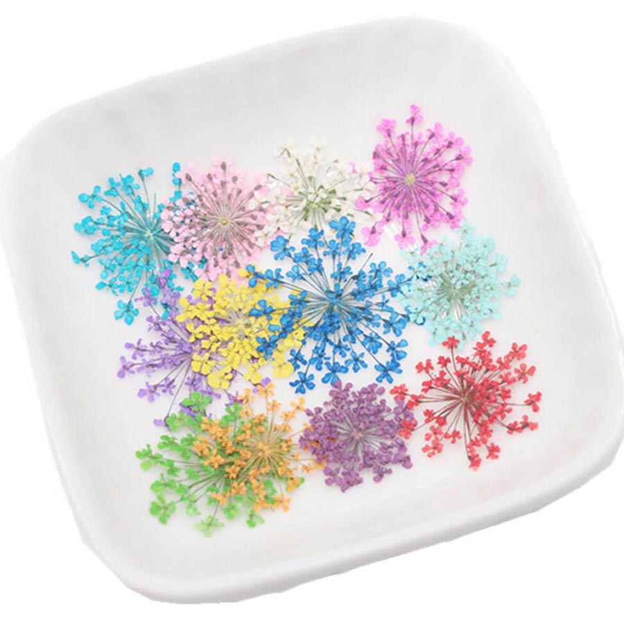 60 pièces de fleurs d'Ammi Maj - Dried Flower Bookmark avis et prix